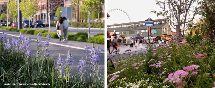 Reconnecting to the Land: Indigenous Knowledge Systems Help Shape City of Seattle’s Native Plant Policy