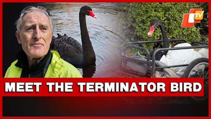 Black Swan ‘Mr Terminator’ Evicted After Terrorising Stratford