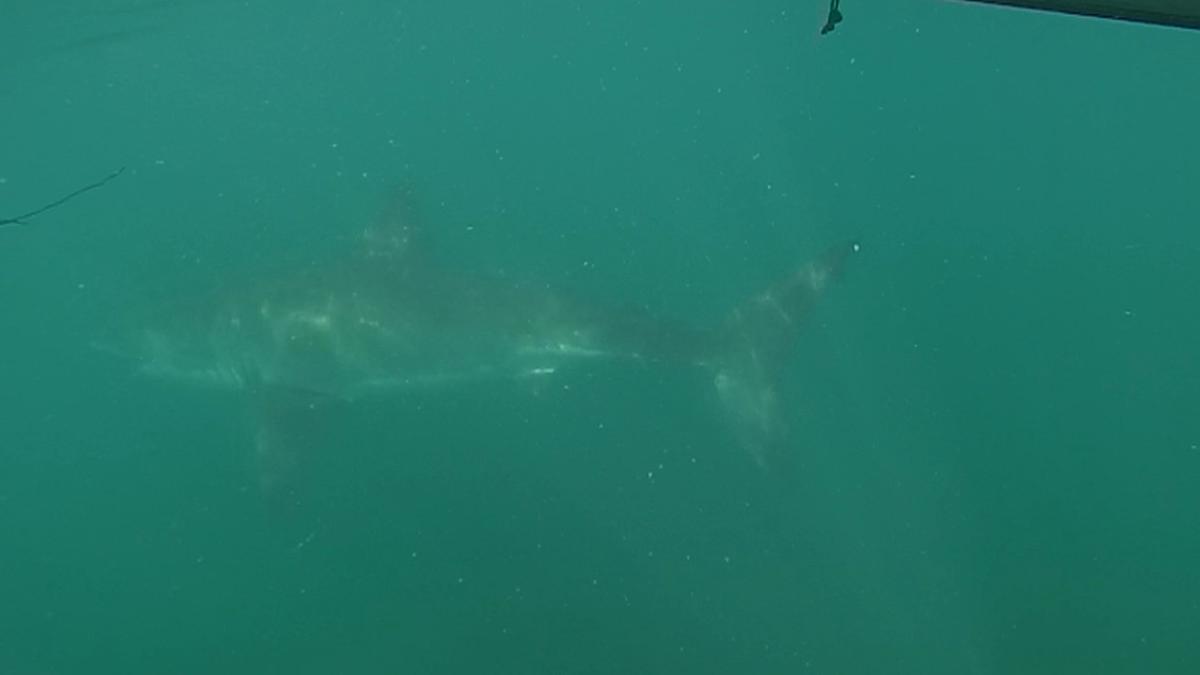 Shark warning: Swimmers warned as more bull sharks spotted lurking near old Fremantle traffic bridge