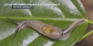New case of rat lungworm disease confirmed on Kauai