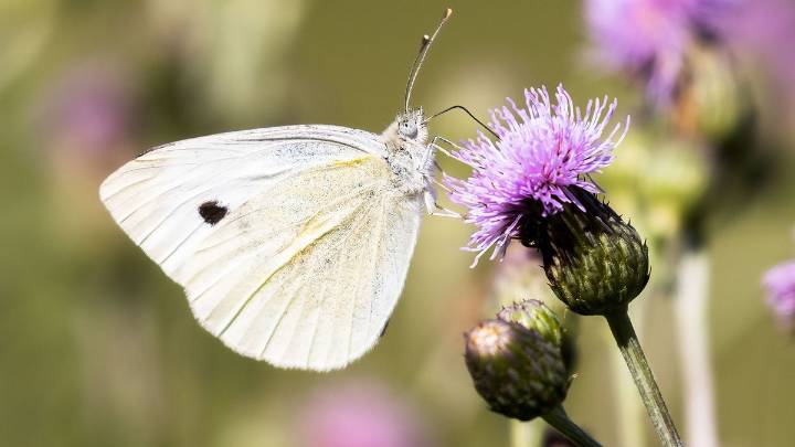 The White Butterfly, aka Cabbage White, Loves Leafy Greens