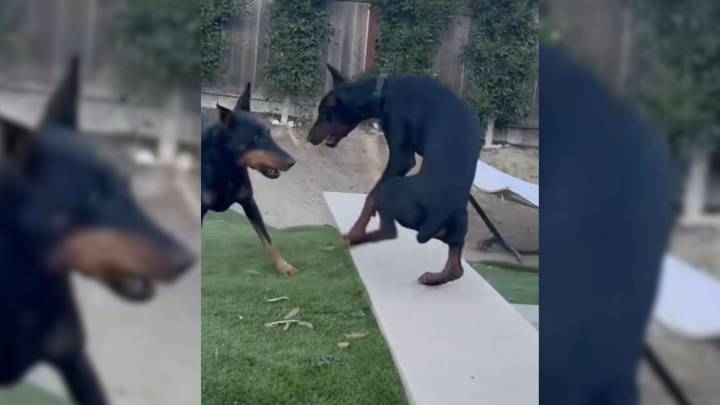 California Man's Video Of His Dogs Playing Uncovers Unexpectedly Comedic Scene