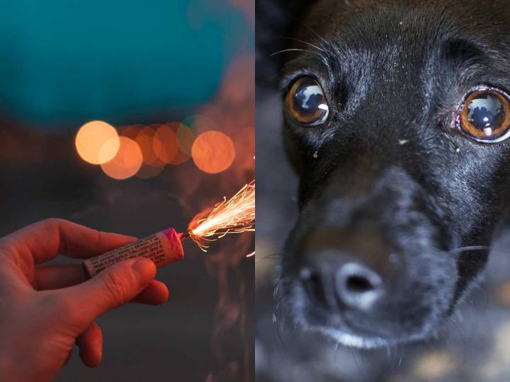 ¿Por qué los fuegos artificiales afectan tanto a perros y gatos?