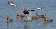 Meet the LSU wildlife researcher who's working toward waterfowl conservation in Louisiana