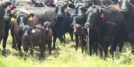 North Dakota Stockmen’s Association responds to President Trump