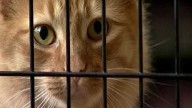 Two Louisville animal shelters join nationwide 'Empty the Shelters' campaign