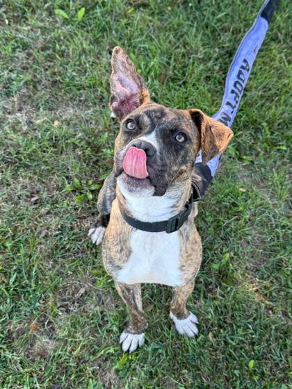 Meet Trouble from SWH