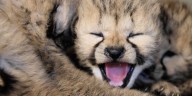 Tanganyika welcomes litter of seven cheetah cubs