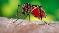 Mosquitoes flock to Coachella Valley after cool and wet September