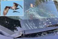 Falling fish smashes Canadian driver's windshield
