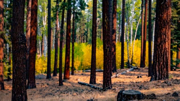 Tahoe agency OKs removal of hundreds of trees to make room for ‘glamping’