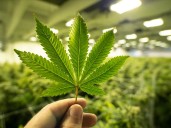 Some cannabis gummy products recalled due to missing 'THC' symbol
