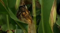 Corn Day Week 2025 has arrived in Carmi