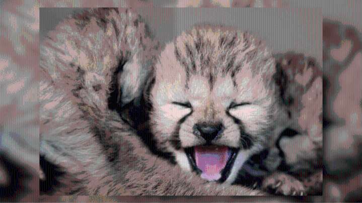 Tanganyika Wildlife Park celebrates birth of seven cheetah cubs