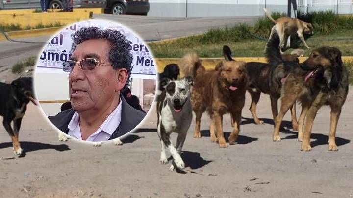 Juliaca: Solo 12 canes se registraron en campaña gratuita