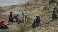 Study: Dinosaur fossils found in New Mexico date to time of mass extinction event