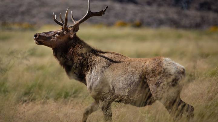 WA man sentenced for illegal elk trafficking