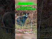 Dogs Living in Chernobyl Turn Blue Leaving Experts Baffled #shorts