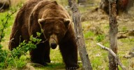 All hail the new Fat Bear Champion