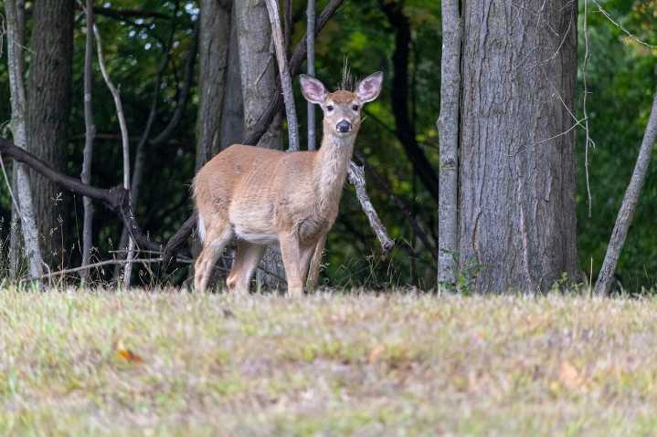 Michigan hunters donated record amount of venison last season