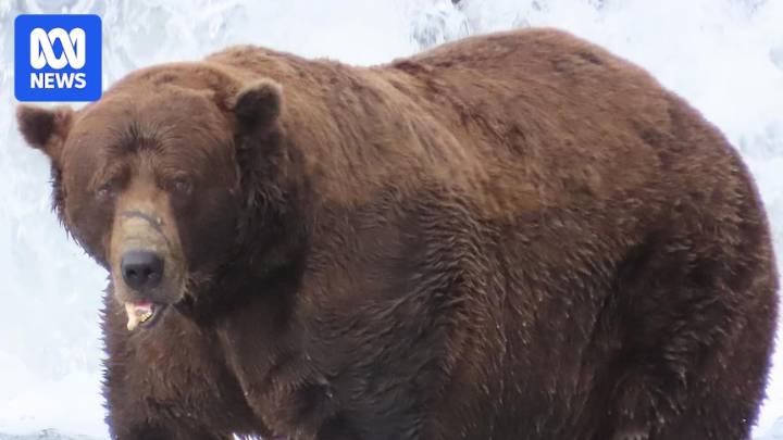 Fat Bear Week 2025 won by 32 Chunk, who overcame broken jaw to stack on pounds