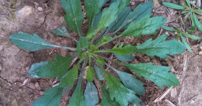 How To Effectively Burndown Fall Weeds