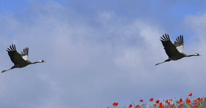 Bird flu outbreak in Germany 'kills hundreds of cranes'