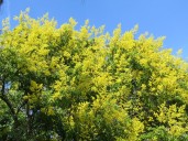 Plant Doctor: Don't covet those yellow flowering trees