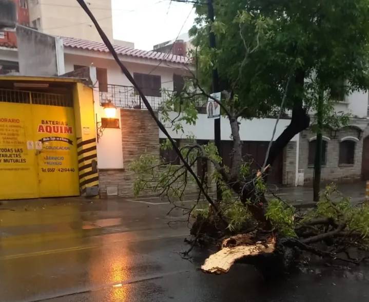 Hubo árboles y postes caídos | La Municipalidad de Salta accionó tras la tormenta y brindó recomendaciones