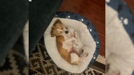 California Family Brings Home A Sweet Rescue, Then Finds Out She’s Hiding Something Big