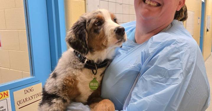 Cheyenne Animal Shelter responds to large-scale neglect case involving dozens of animals