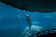 Marineland asks Ottawa for emergency cash to feed whales