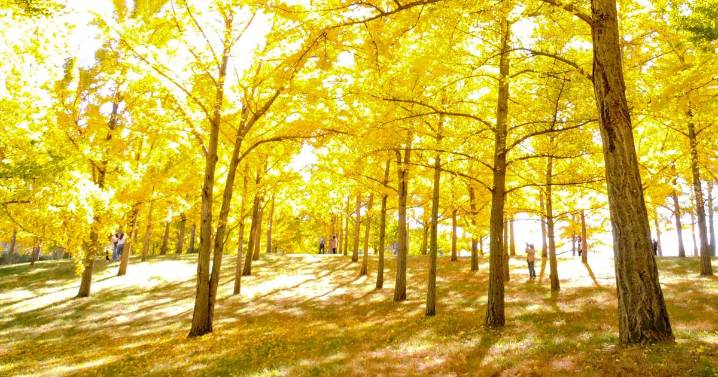 Ginkgo Gold returning to Blandy Experimental Farm this month