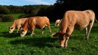 Galicia suspende ferias, concursos y certámenes de ganado ante la dermatosis nodular