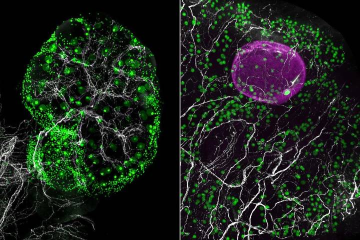 Hidden ecosystem of the ovaries plays a surprising role in fertility