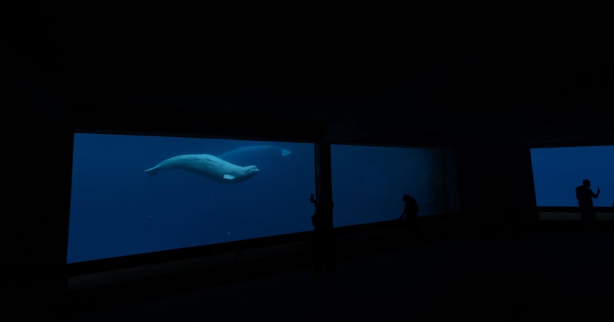 Marineland's belugas: Ottawa, Ontario urge each other to help amid euthanasia threat