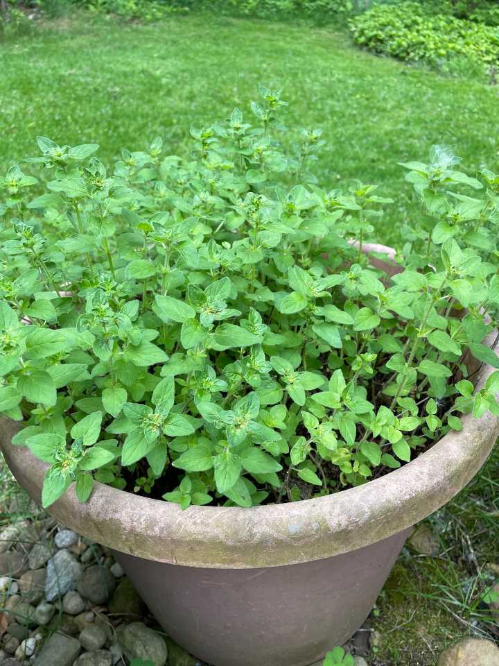 How to move or grow herbs indoors for fresh holiday flavors in Northeast Ohio