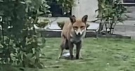 Cheeky fox pinches Glasgow woman's sock before 'doing the toilet' on it