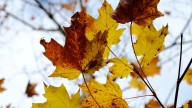 Cheboygan County's weather forecast for Wednesday