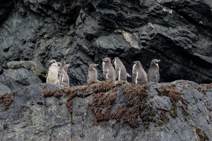 El Pingüino de Humboldt se extingue: 5 cosas que no sabías de esta ave