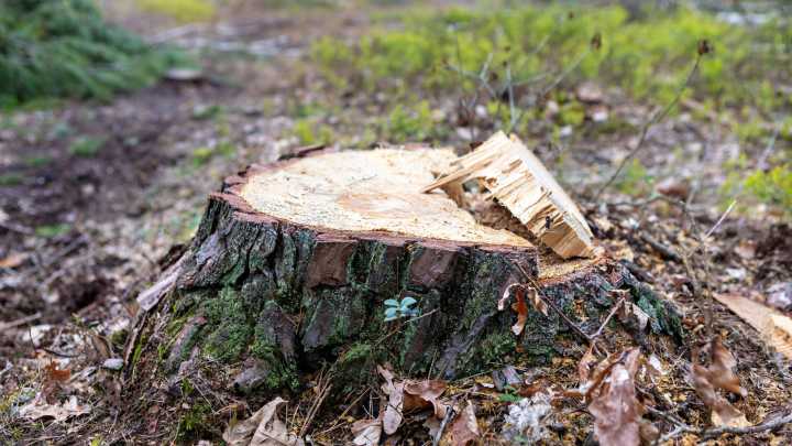 Is Removing A Tree Stump The Right Choice For You? Here Are The Alternatives