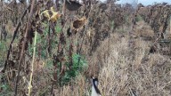 Investigados dos jóvenes de Huesca por colocar redes para atrapar pájaros para su venta