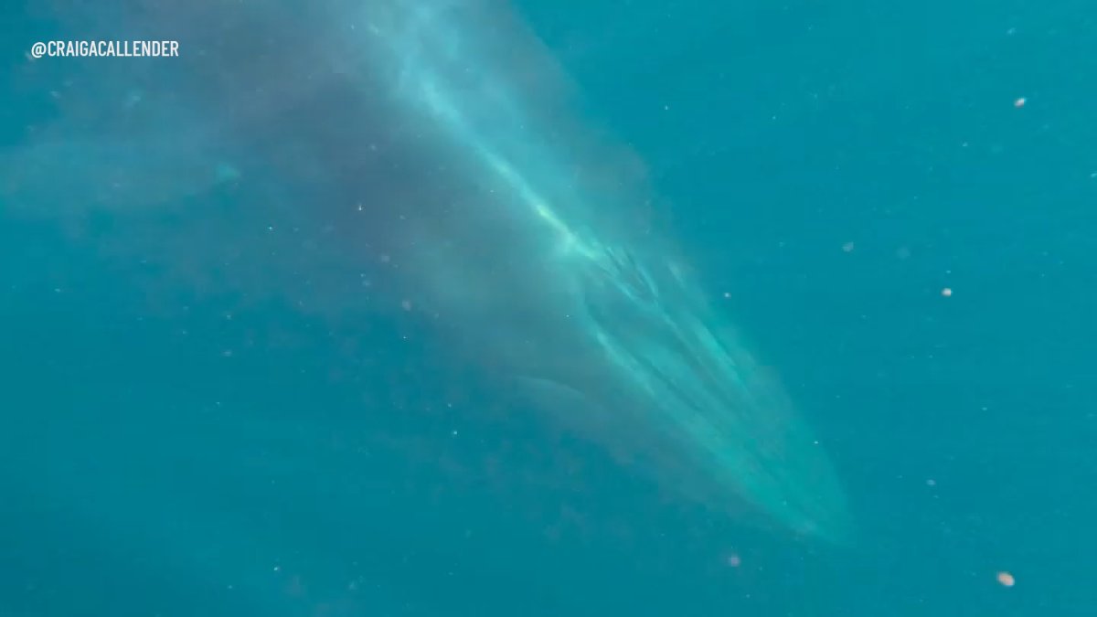 Video shows canoer’s encounter with Bryde’s whale in San Diego