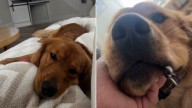 Michigan Pup’s Improvised Welcome Leaves His Owner Laughing In Delight