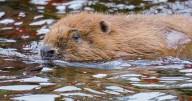 Beavers reintroduced to place they’ve been extinct for 400 years