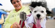 Dozens of costumed canines get their chance to trick-or-treating at Howloween event in Michigan