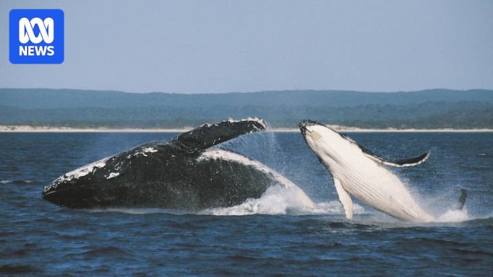 Eastern Australian humpback whale population now well above pre