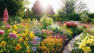 The Colorful Evergreen You Should Plant In The Fall To Enjoy Next Spring And Summer