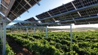 PowerfulTree, la unión perfecta entre sol, datos y agricultura sostenible