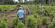 Colombian president a 'drug leader', says Trump
